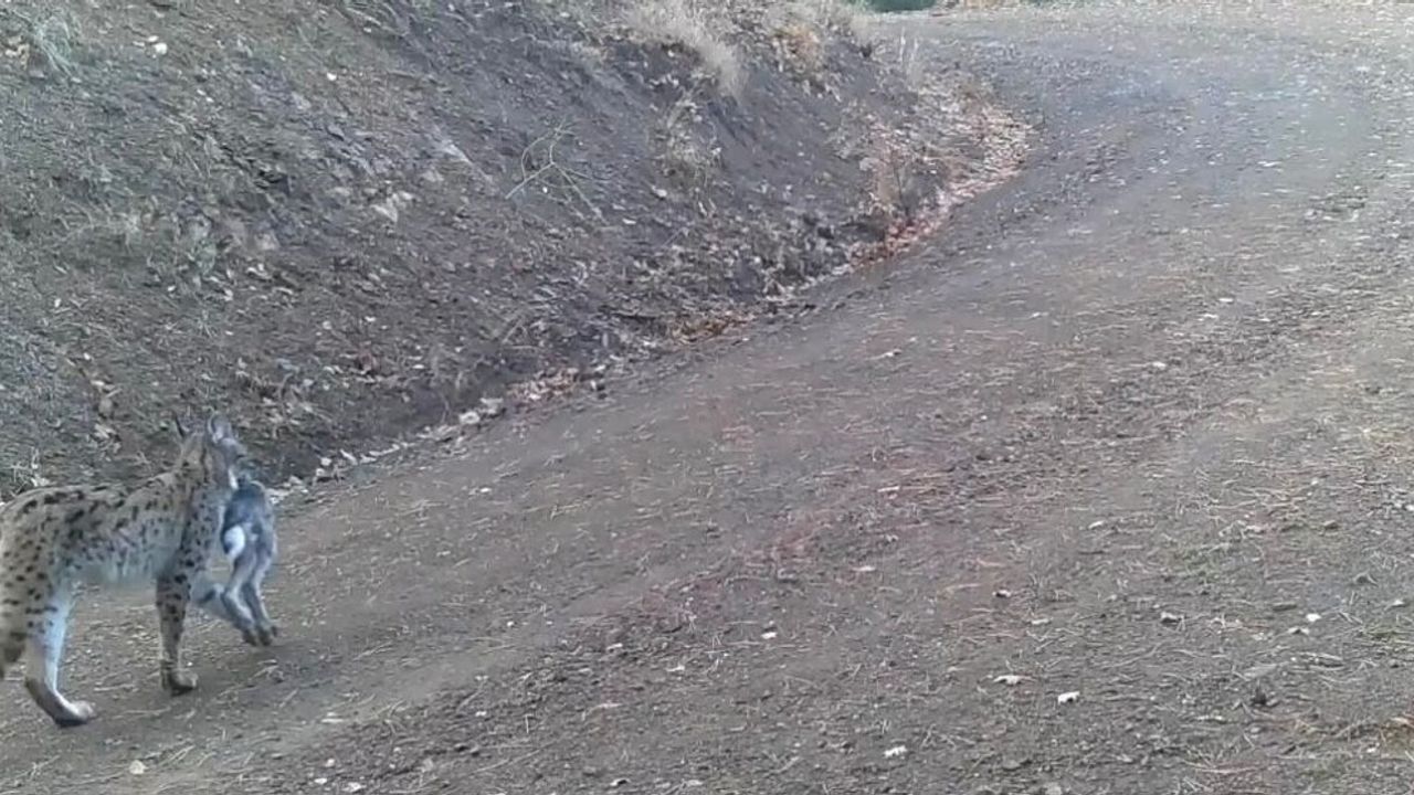 Çankırı fotokapan görüntüleri: vaşak, karaca ve kurt sürüsü