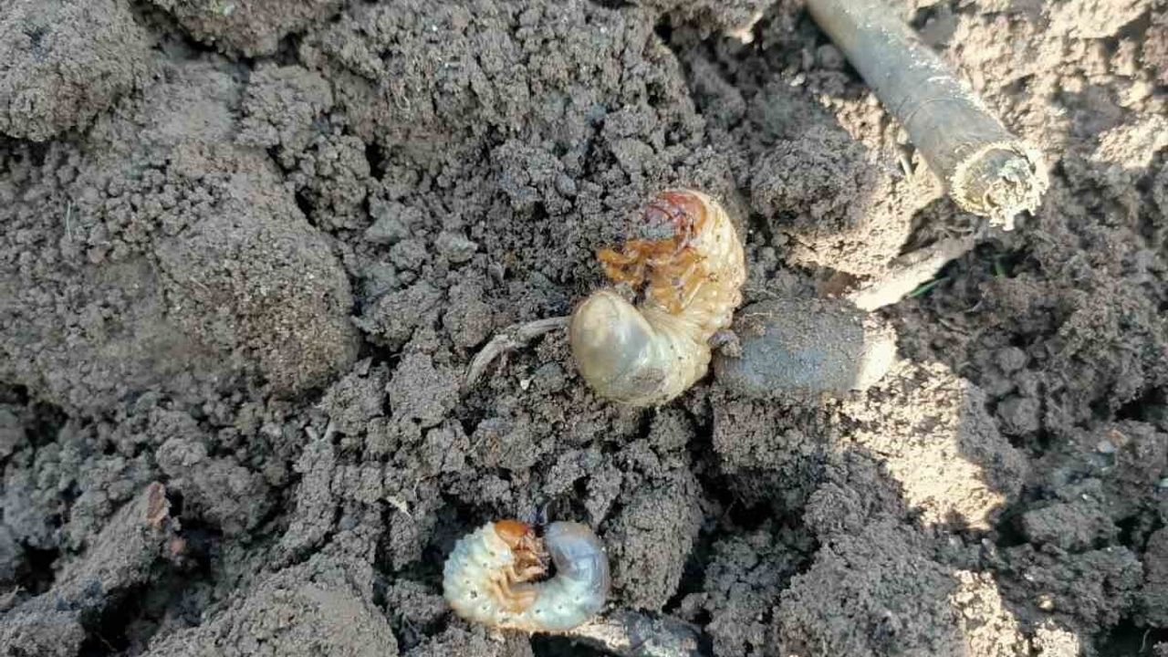 Çarşamba'da fındık bahçelerinde toprak analizi ve kök zararlısı tespiti