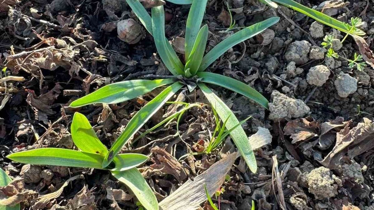 Çarşamba Ovası’nda salep üretimi ve tespit çalışmaları yoğunlaşıyor