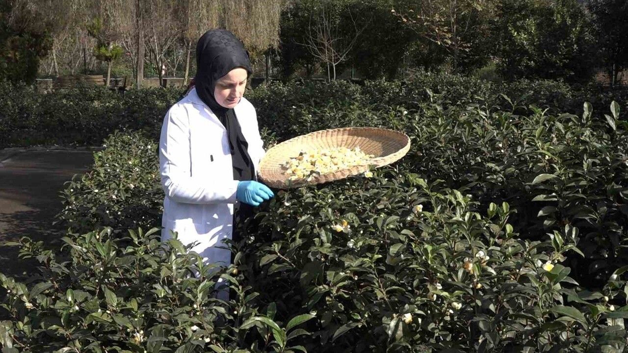 Çay çiçeği çayı: Kilogramı 6 bin TL’ye çıkan yeni gelir kapısı