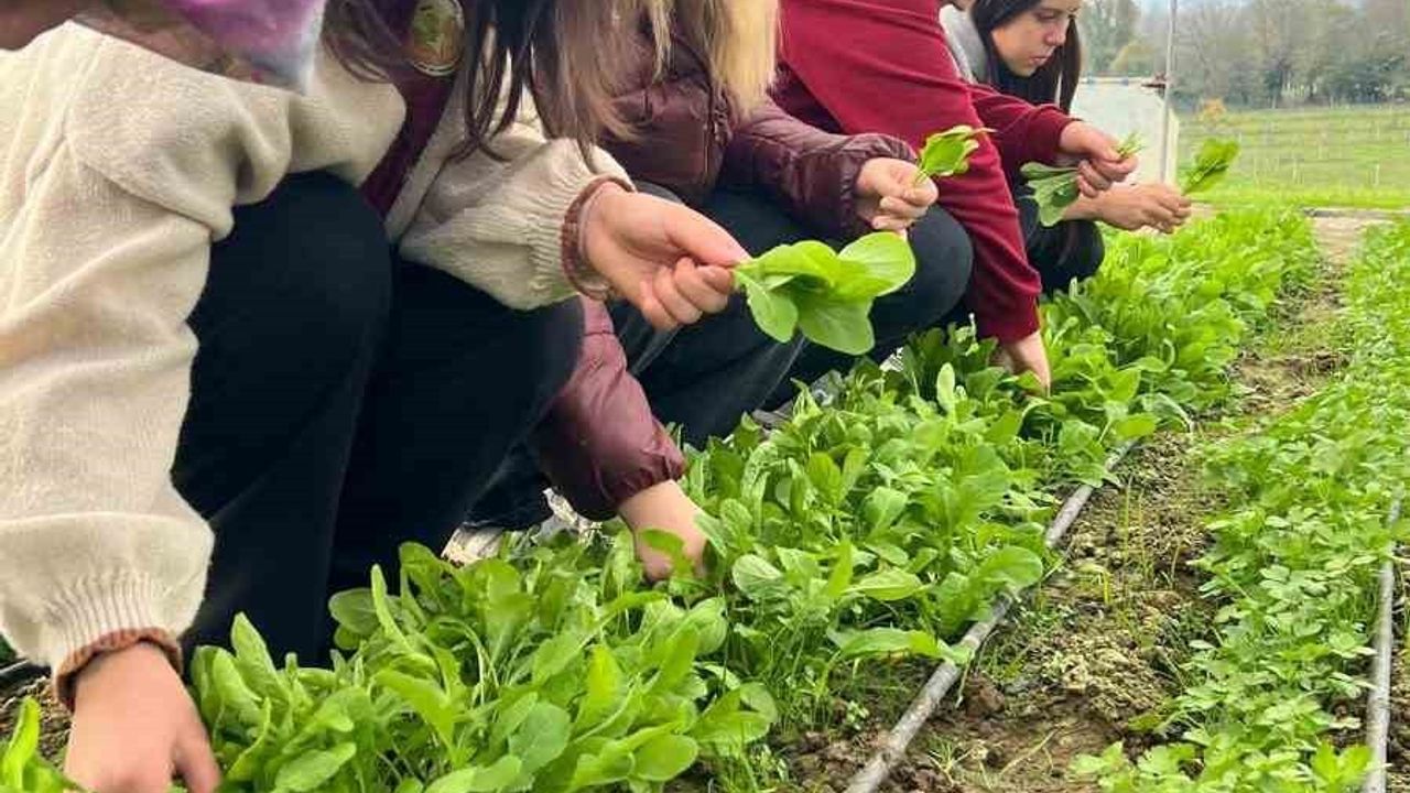 Çaycuma Tarım Lisesi'nde tere ve roka hasadı