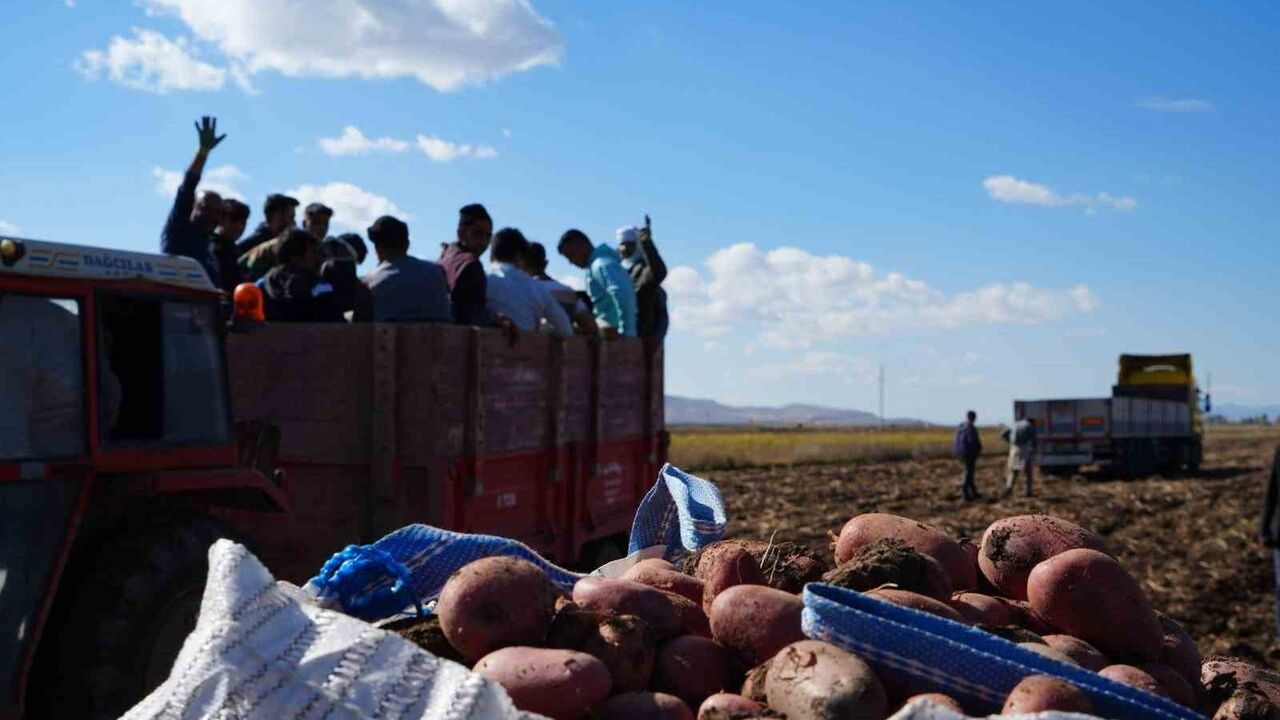 Çayıryolu'nda patates hasadı işçi ve barınma sorunlarıyla sürüyor