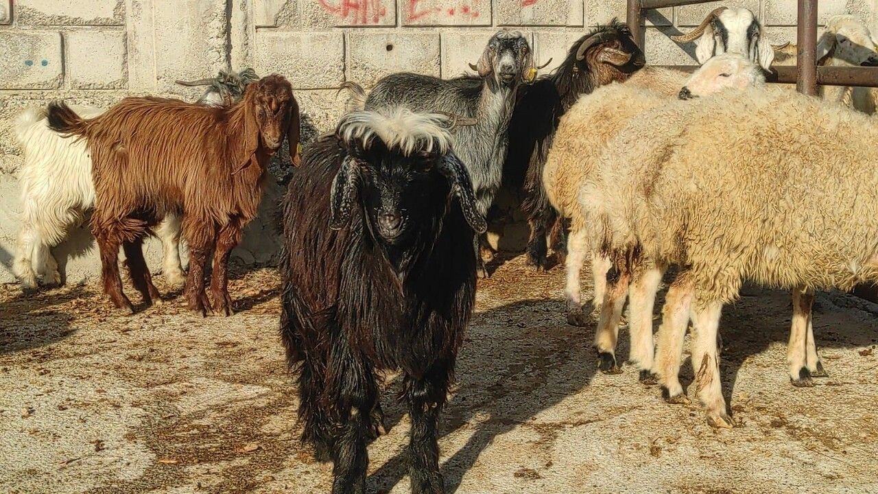 Çekerek’te 2 aylık kapanmanın ardından canlı hayvan pazarı 22 Kasım’da açıldı