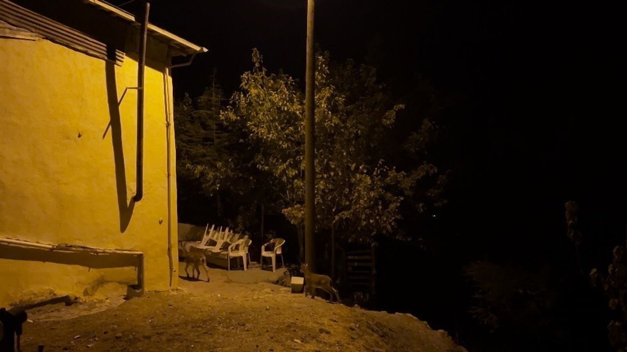 Çemişgezek'te IUCN Kırmızı Listesi'ndeki dağ keçileri yerleşime indi