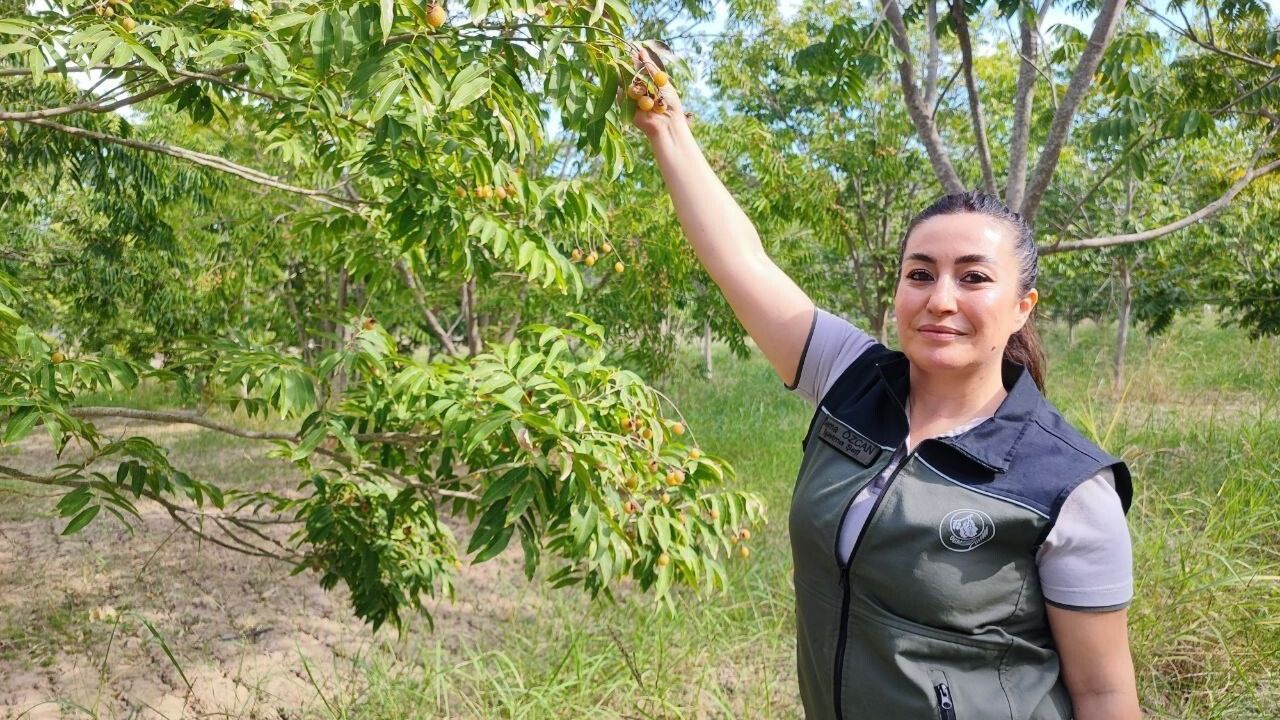 Ceyhan'da sabun cevizi üretimi yayılıyor: Doğal temizlik ve cilt bakımı
