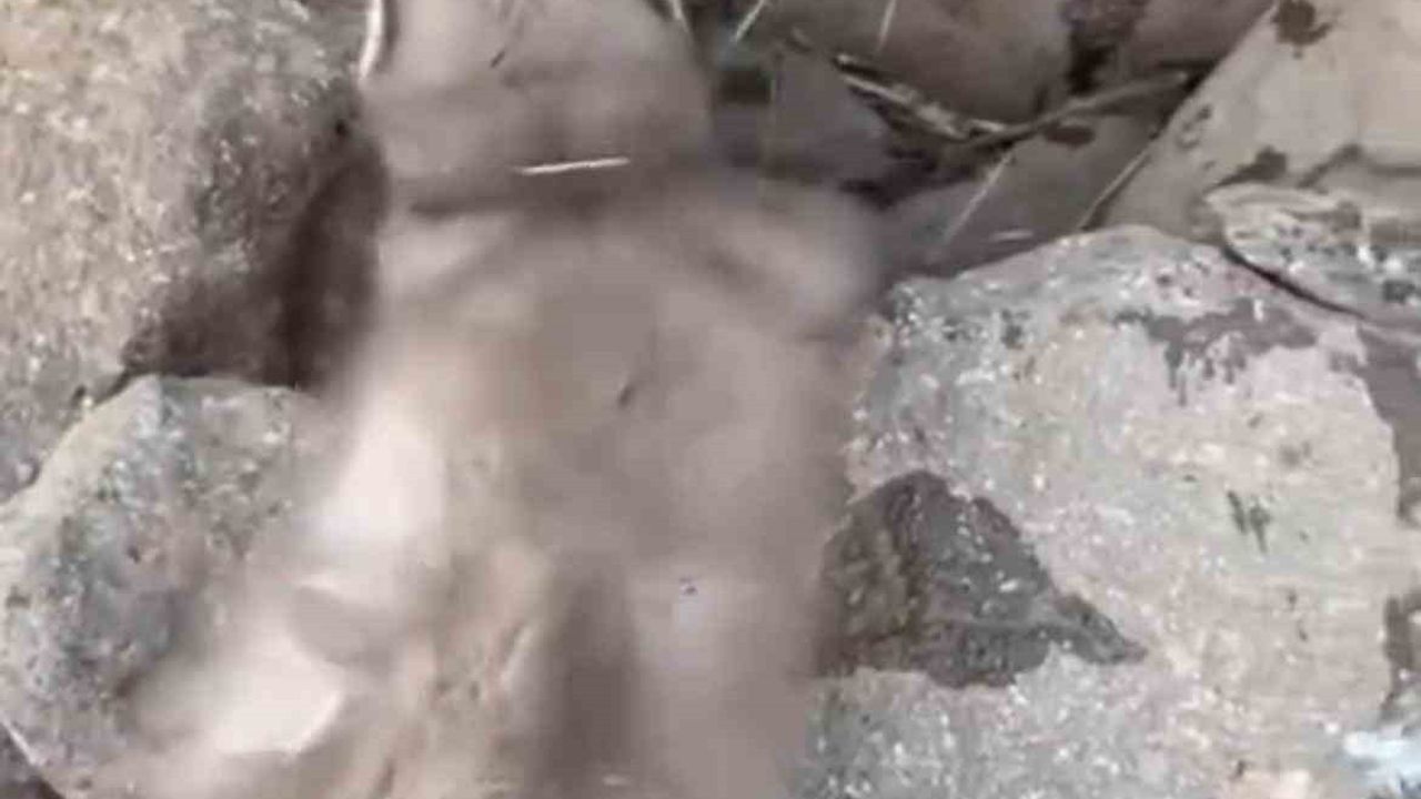 Çınar'da bitkin düşen gelincik vatandaşlarca görüntülendi