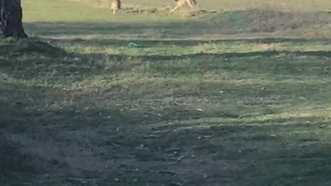 Çivril'de artan kurt popülasyonu köy merkezlerine indi