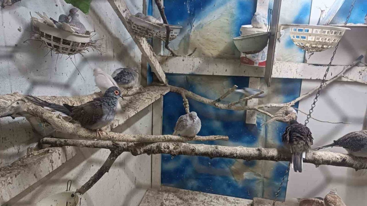 Çorlu’da yasa dışı hayvan üretimine ağır para cezası