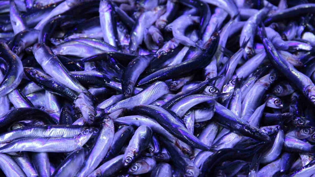 Çorum'da Hamsi Fiyatları Düşünce Kuyruklar Oluştu