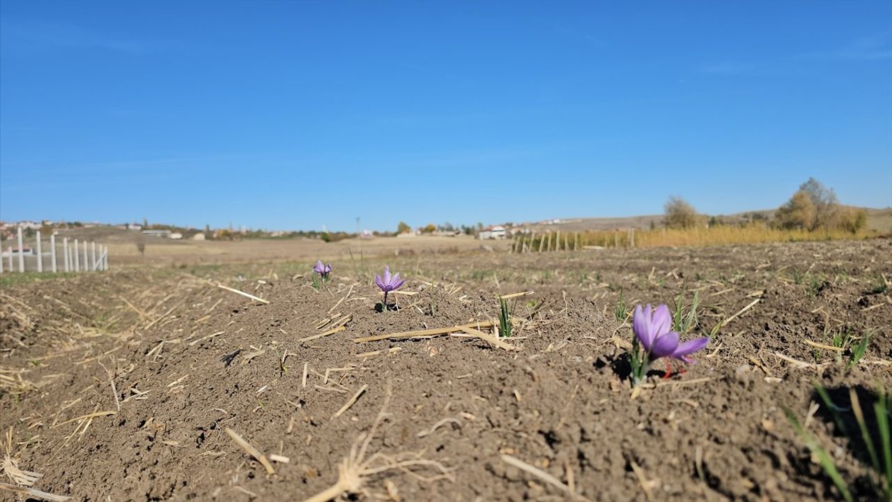 Çorum'da Kadın Çiftçilerin Safran Hasat Şenliği