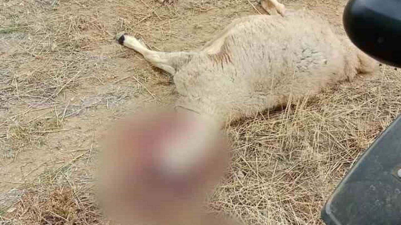 Çorum Sungurlu'da kurt saldırısı: 30 küçükbaş ve 1 köpek telef oldu