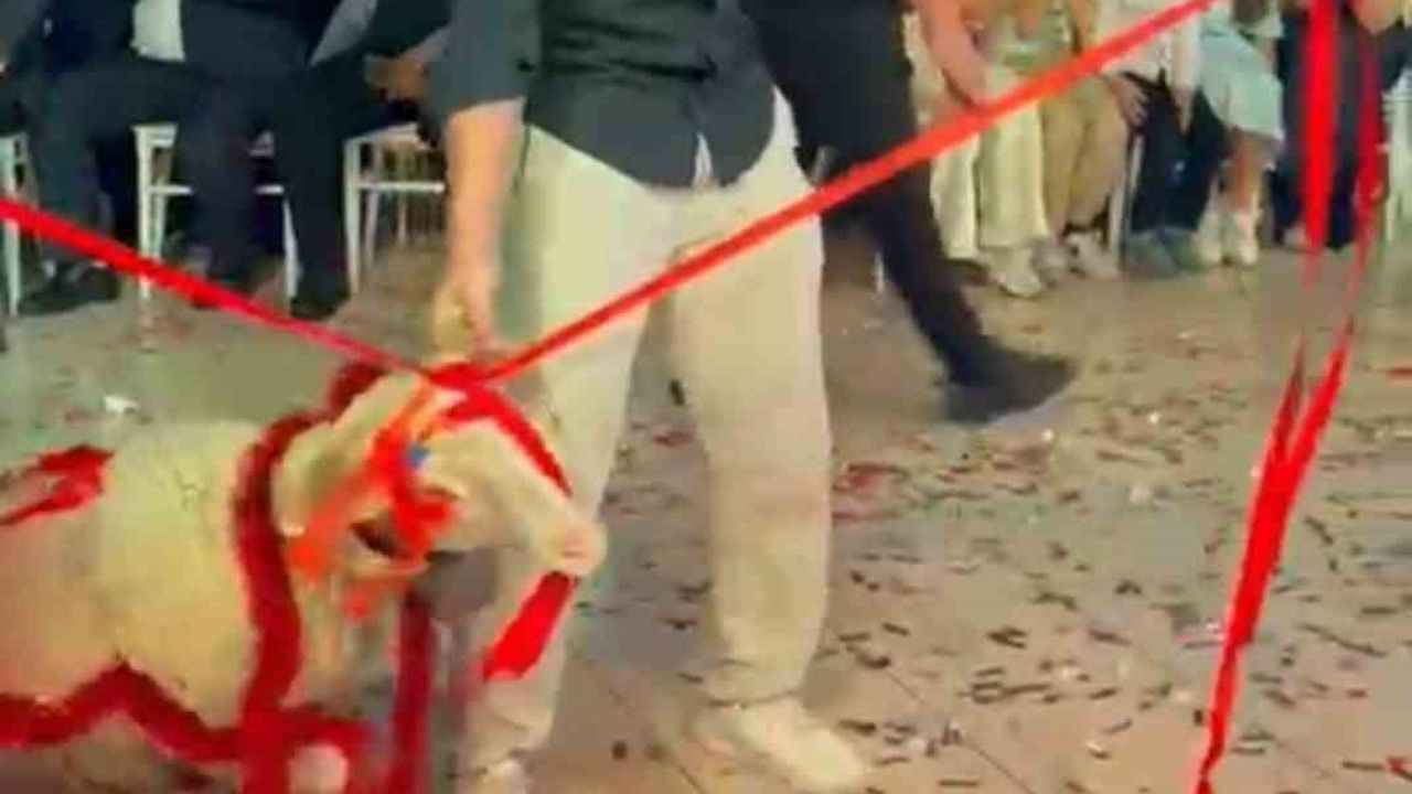 Damadın Hediyesi Görenleri Şaşırttı: Düğünde Kuzu Sürprizi