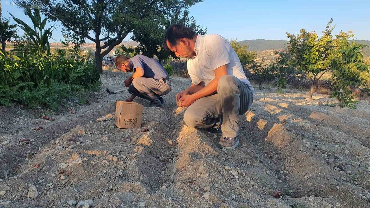 Demirci'de İlk Safran Hasadı