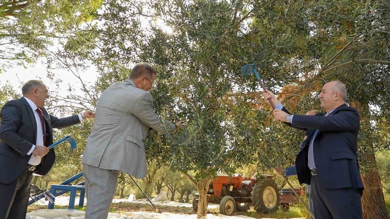 Denetimli Serbestlik Yükümlüleri Sarma İlkokulu'nda Zeytin Hasadı Yaptı