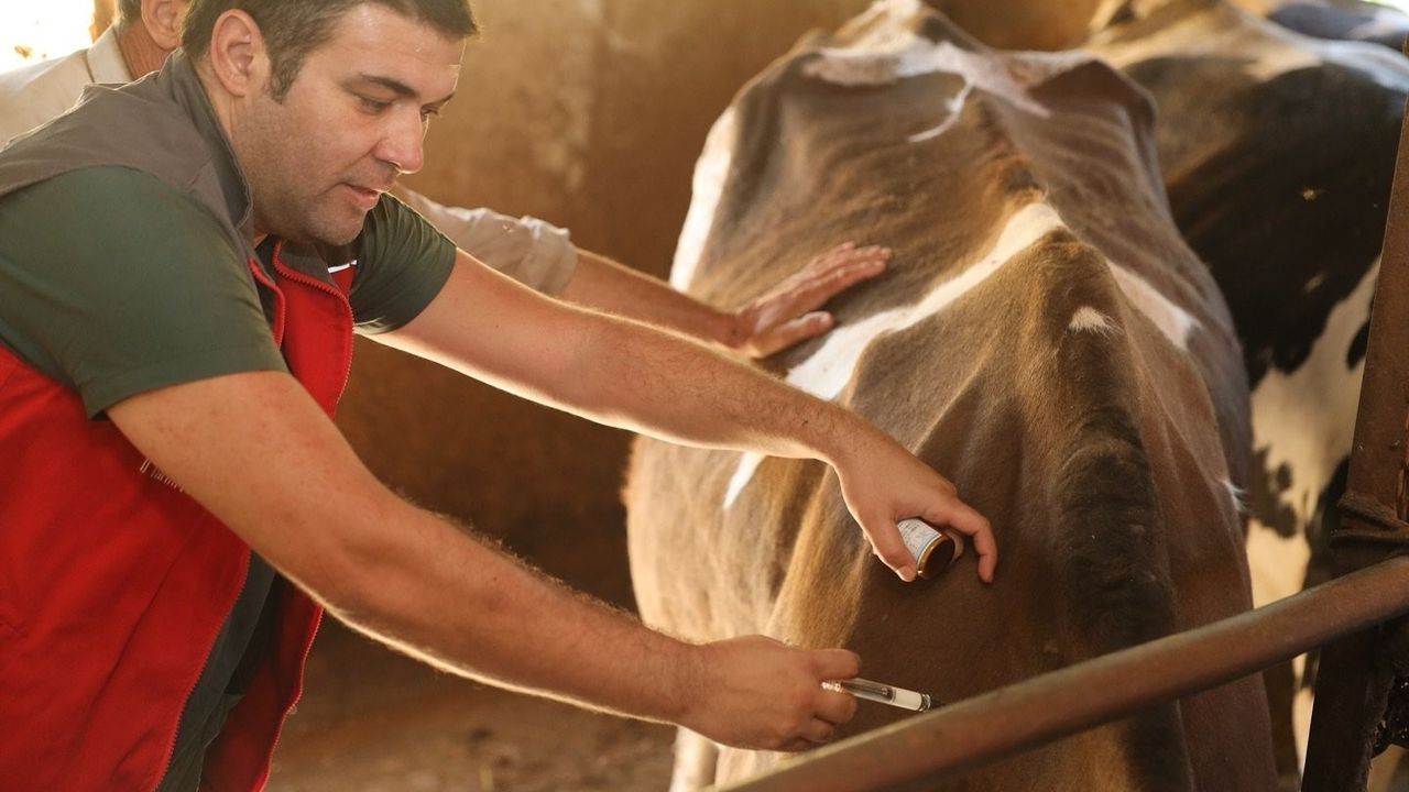 Denizli'de 251 Bin Hayvan, Şap Hastalığına Karşı Aşılandı