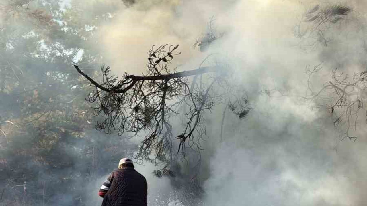 Denizli'de orman yangınına sütle ilk müdahale: Toptancı alevlerin yayılmasını engelledi