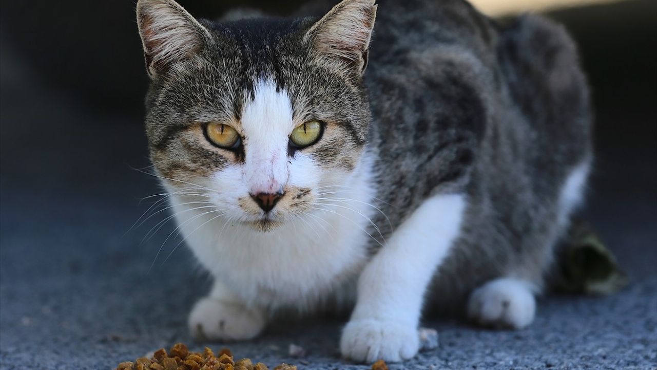 Deprem Sonrası Hayvansever Kadın Kedilere Umut Oldu