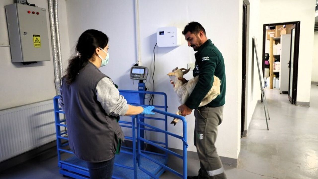 Doğanın şifası Ormanya: "Bu merkez yaban hayvanlarına umut oluyor"