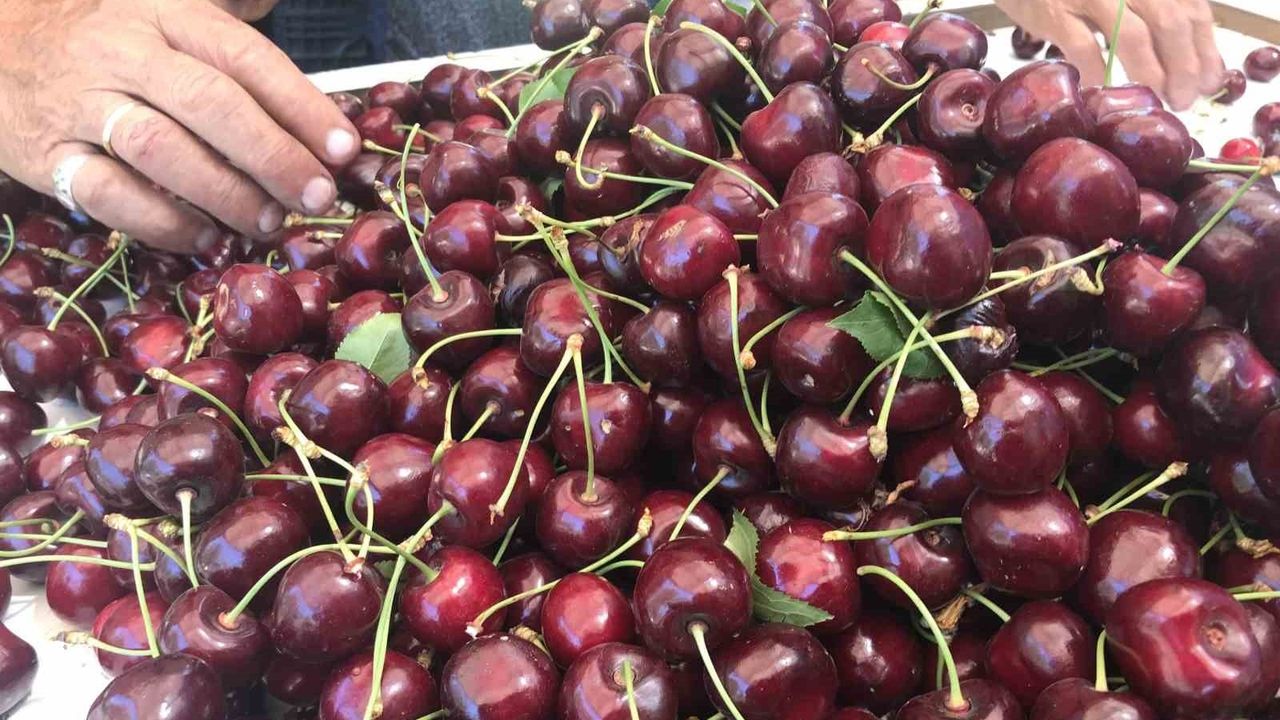 Dondurulmuş kirazda dünya lideriyiz: Türkiye'nin organik ihracat gücü