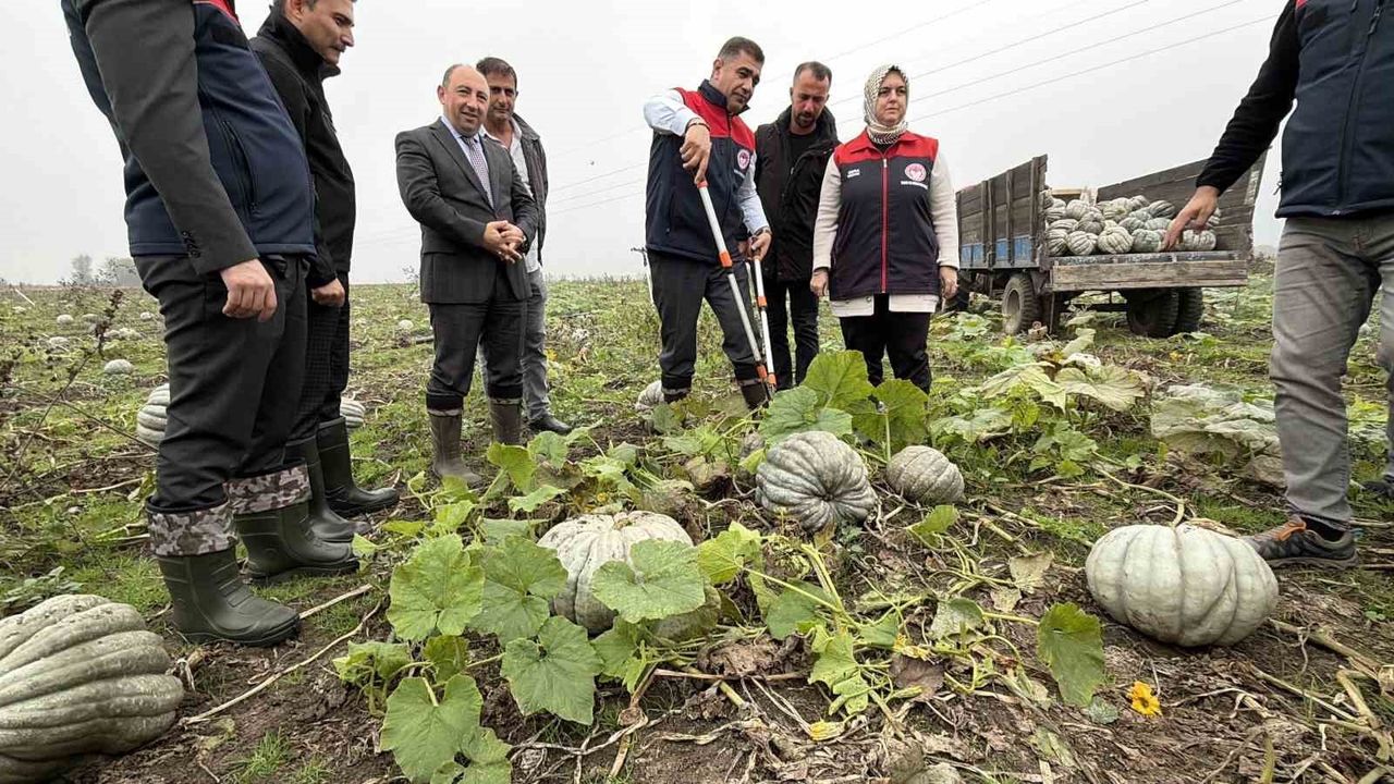 Düzce'de coğrafi işaretli kestane kabağı hasadı başladı