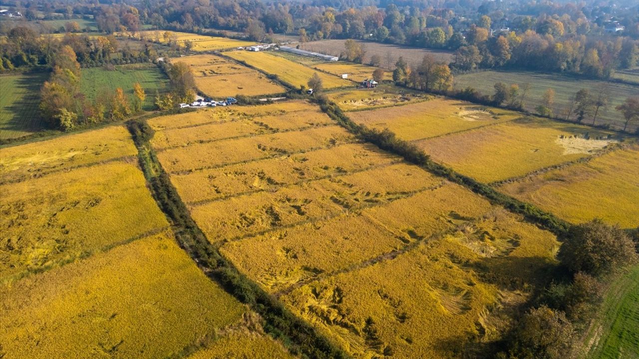 Düzce'de Coğrafi İşaretli Konuralp Pirinci Hasadı Gerçekleşti