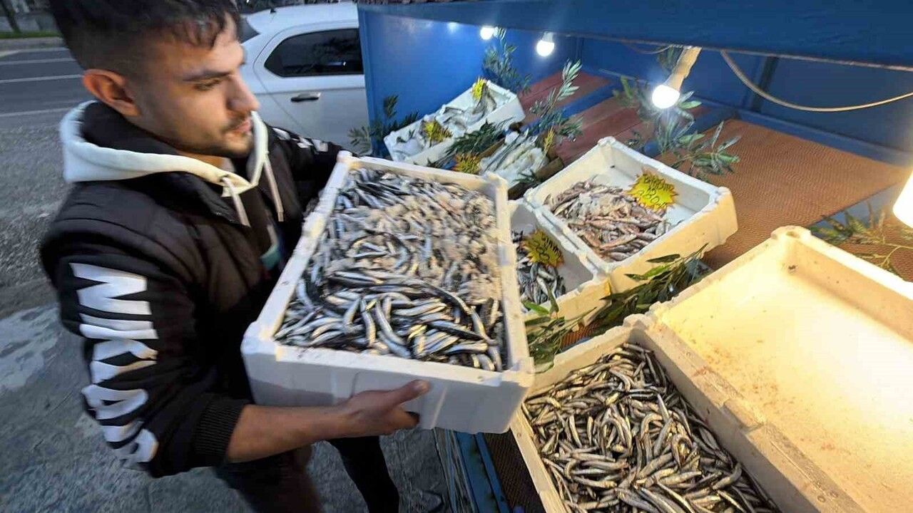 Düzce'de hamsi bolluğu: Palamut rotasını Gürcistan'a çevirdi