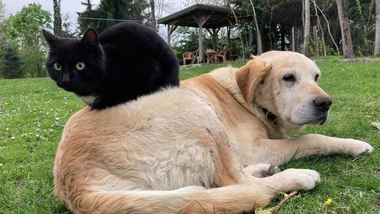 Düzce'de kedi ve köpek maması ihracatı bin 117 ton 495 kiloya ulaştı