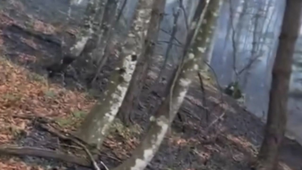 Düzce’de ormanlık alanda örtü yangını kısa sürede söndürüldü