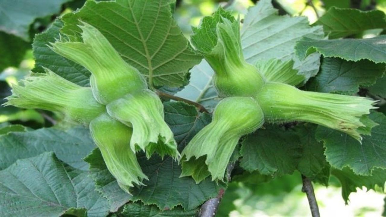 Düzce'den AB'ye 15 bin 760 ton iç fındık gönderildi