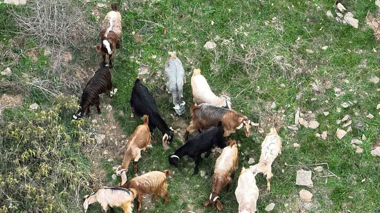 Düziçi'de 15 koyun dronla bulundu
