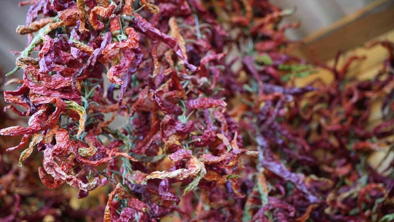 Edirneli üreticiler ata tohumundan elde ettikleri organik ürünleri Millet Bahçesi'nde satıyor