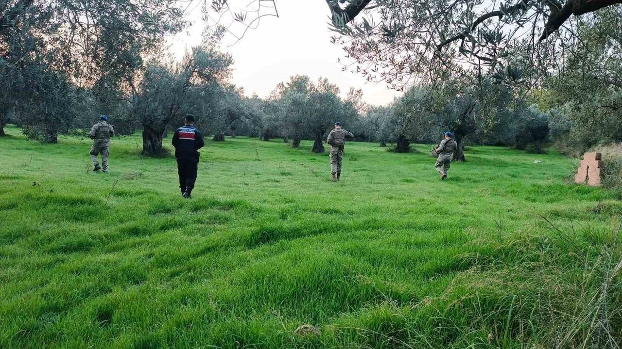 Edremit'te jandarma komandoları zeytin hırsızlığına karşı 24 saat görevde