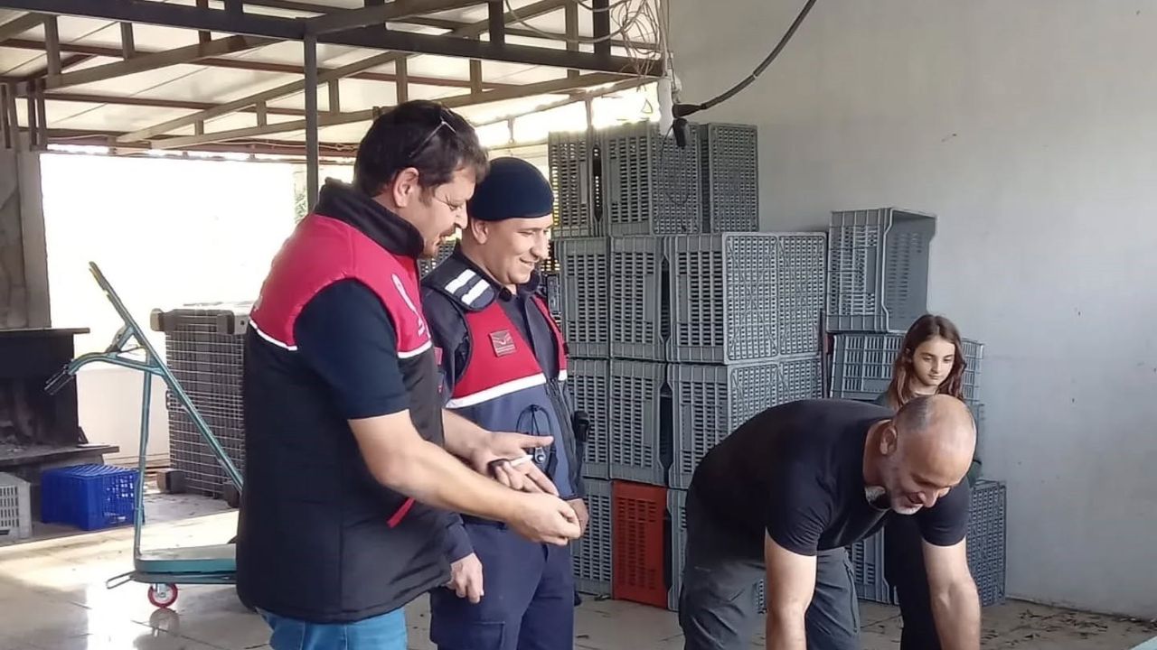 Edremit'te zeytin alım noktalarında sıkı denetim