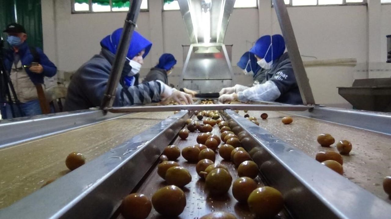 Edremit Zeytinyağı ve Yeşil Çizik Zeytini için 2025-2026 coğrafi işaret takvimi açıklandı