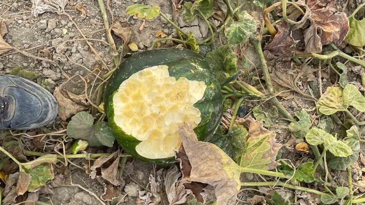 Elazığ Baskil'de Bahçeler Yaban Domuzlarının İstilasına Uğradı