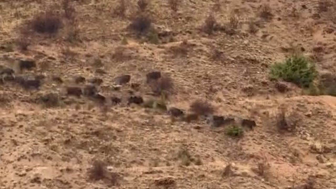 Elazığ Baskil’de yiyecek arayan domuz sürüsü görüntülendi