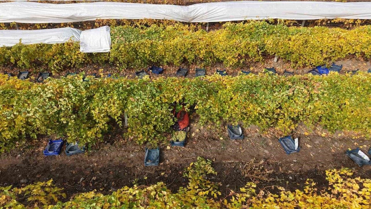 Elazığ'da dona bağlı üzüm rekoltesinde yüzde 80 düşüş