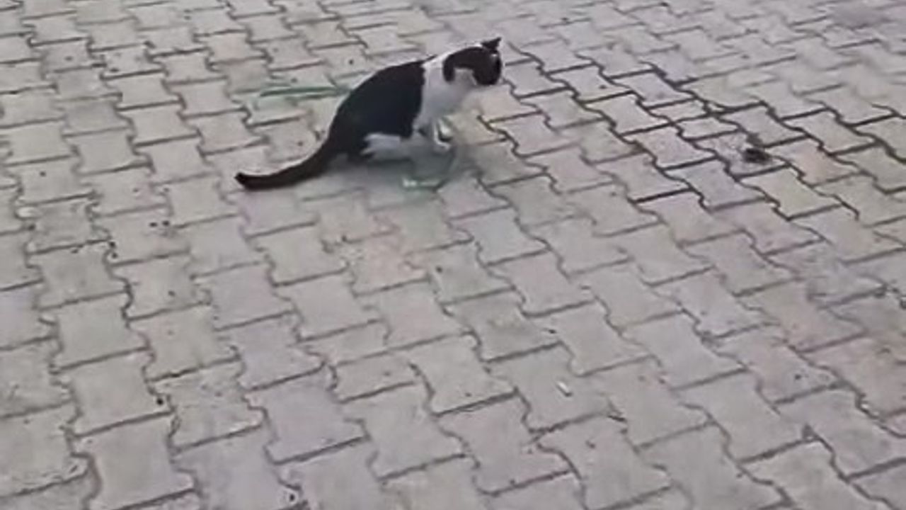 Elazığ'da Kedinin Fareyle Oynama Anı Kameralara Yansıdı