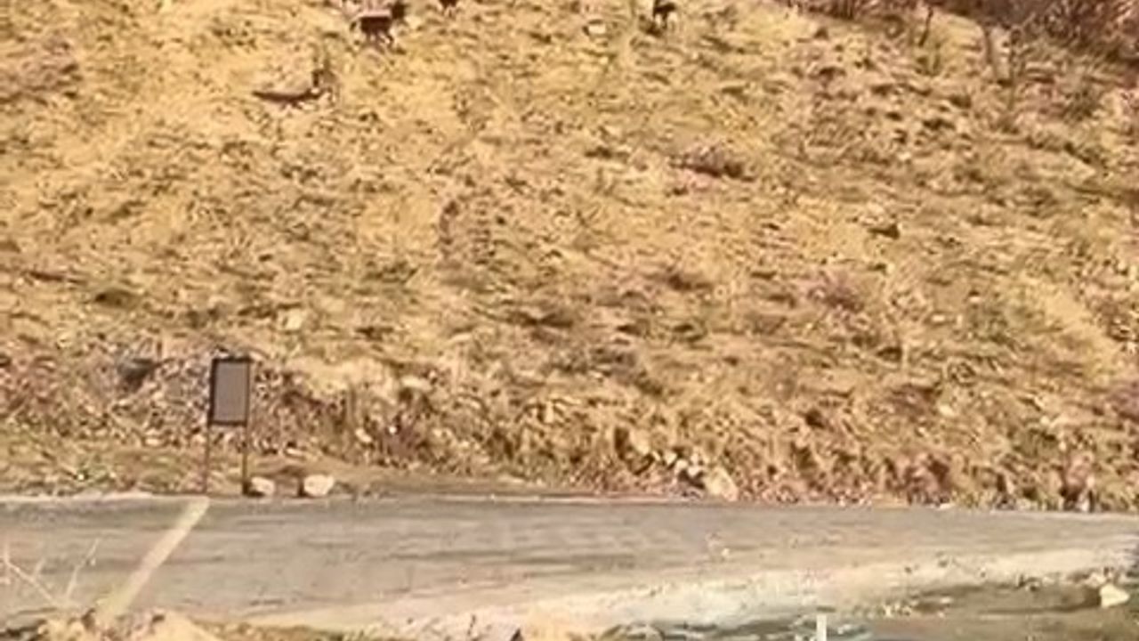 Elazığ’da koruma altındaki dağ keçileri Yoğunağaç’ta görüntülendi