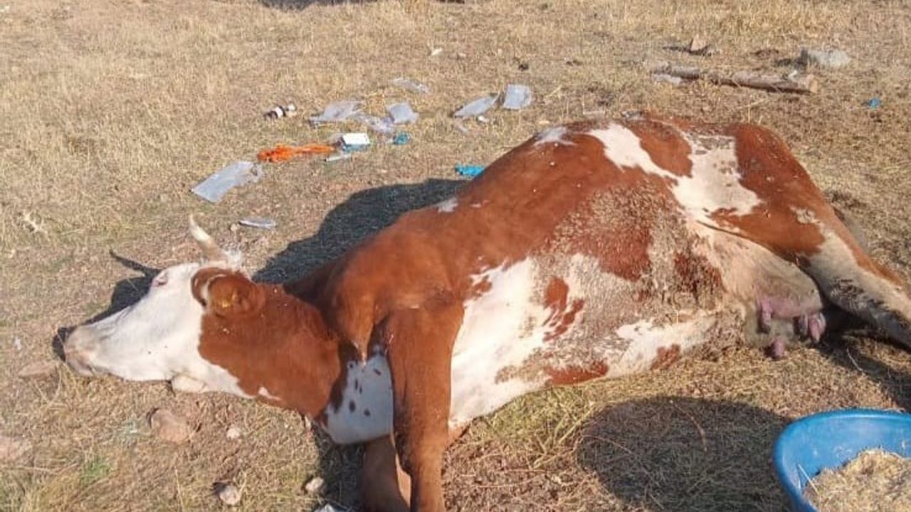 Elazığ'da şap hastalığı üreticileri vuruyor