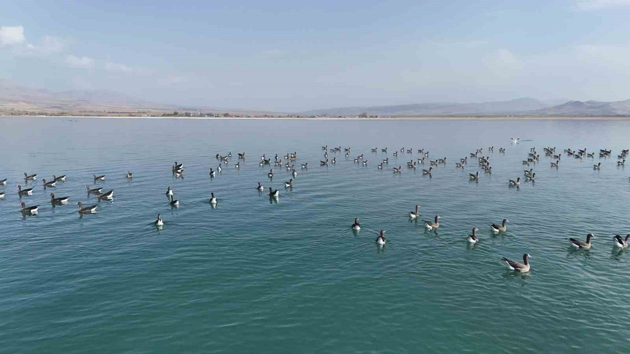 Erçek Gölü'nde Küçük Sakarcalar Dron ile Havadan Görüntülendi