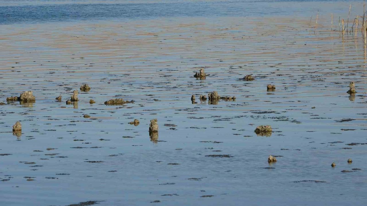 Erçek Gölü'nde Mikrobiyalitler Ortaya Çıktı