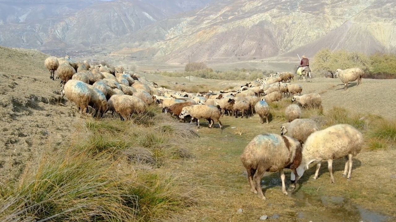 Erzincan Başpınar'da şap vakası: Telef hayvanların meraya bırakılması tehlike yarattı