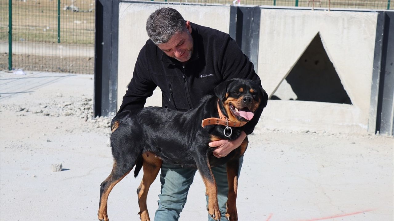 Erzincan'da Arama Kurtarma İçin Sahipli Köpeklere Eğitim Veriliyor