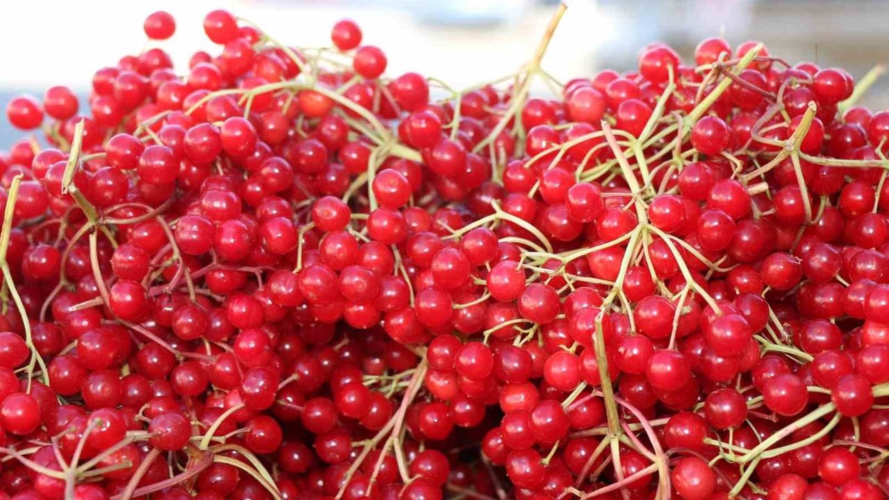 Erzincan'da 'Gençlik İksiri' Gilaburu Tezgâhlarda