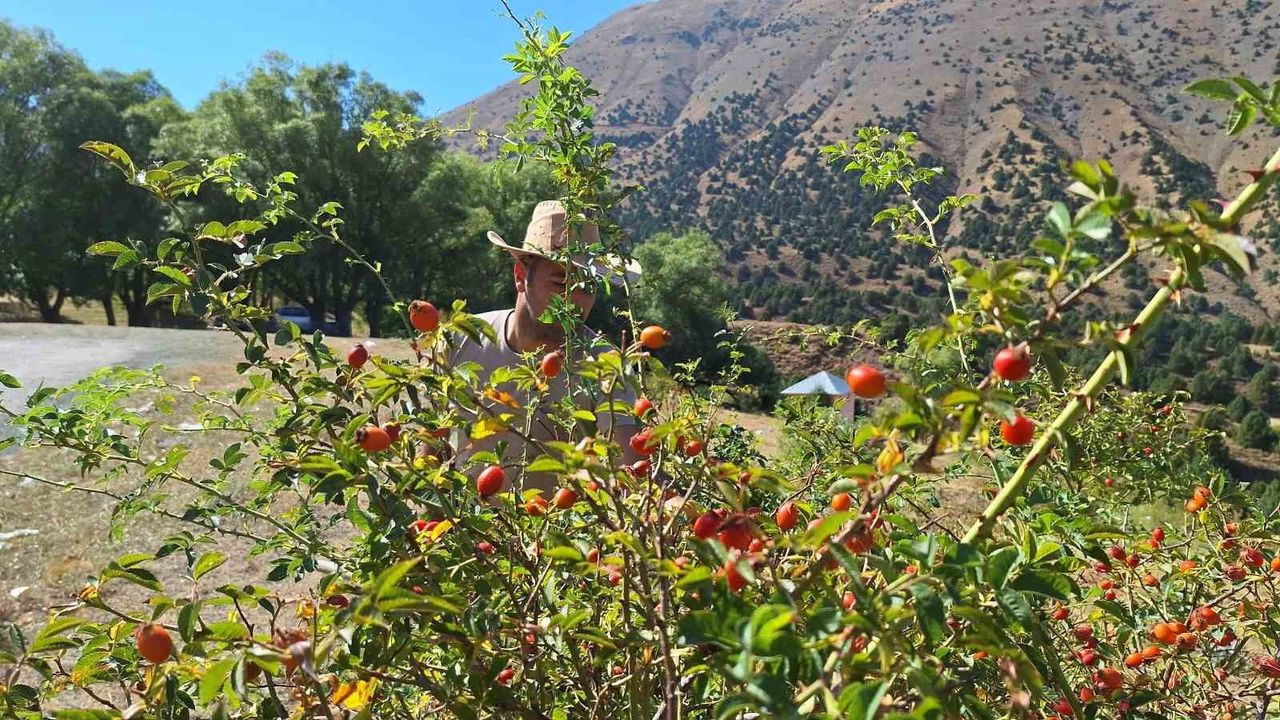 Erzincan’da kuşburnu zamanı: Dağlardan sofraya doğal şifa