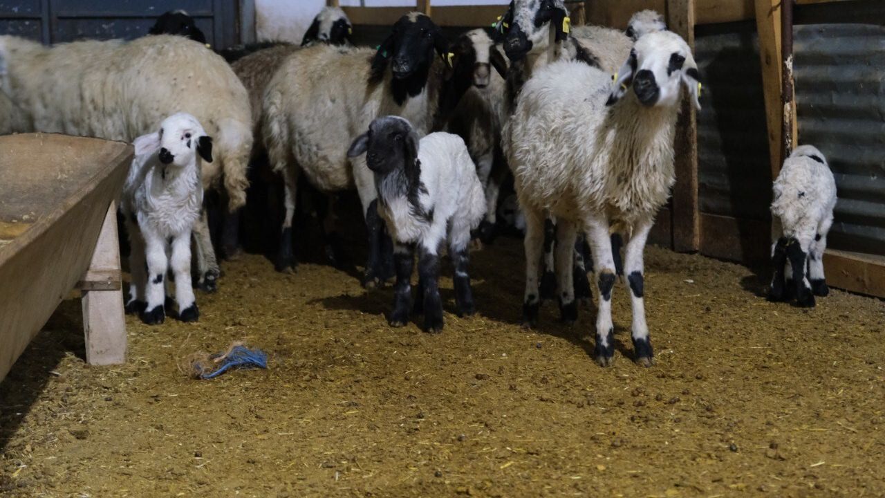 Erzincan'da sezonun ilk kuzuları dünyaya geldi