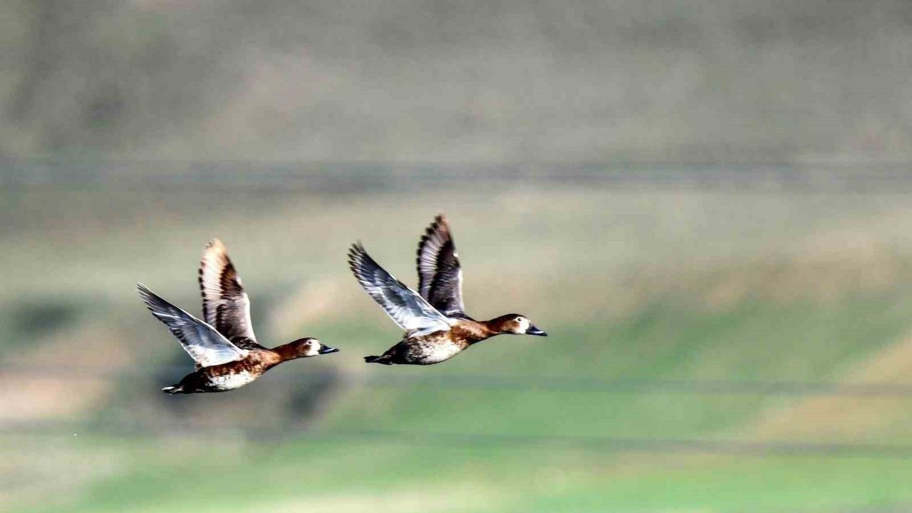 Erzincan Ekşisu Sazlığı: 149 Kuş Türünün Mola ve Üreme Alanı