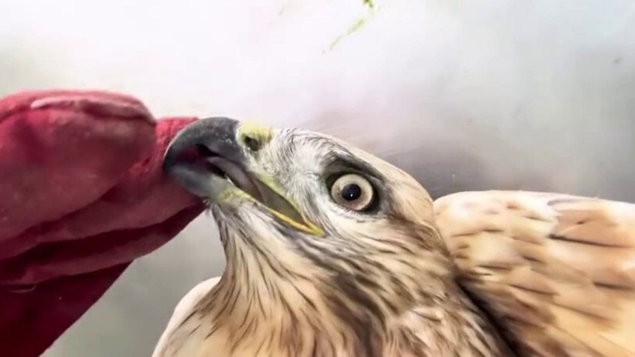 Erzurum'da bakım sonrası kızıl şahin doğaya geri bırakıldı