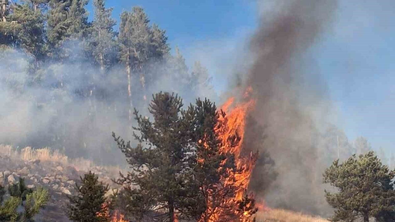 Erzurum Şenkaya'da orman yangını: Üç noktadan ikisi kontrol altında